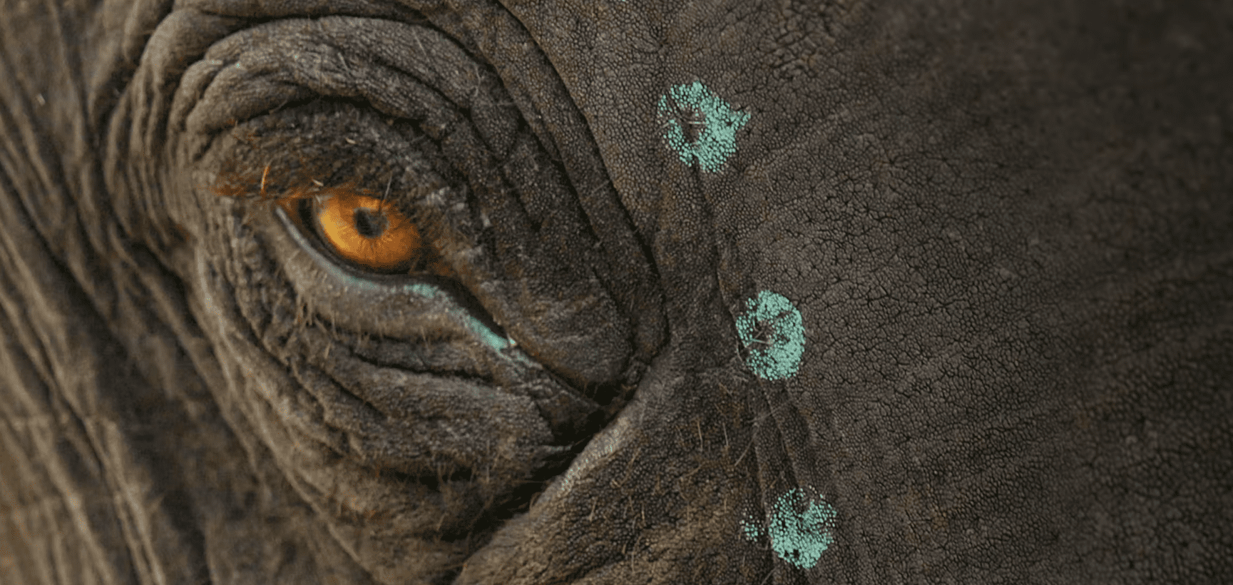 La recensione di Raghu, il piccolo elefante, cortometraggio documentario candidato agli Oscar 2023