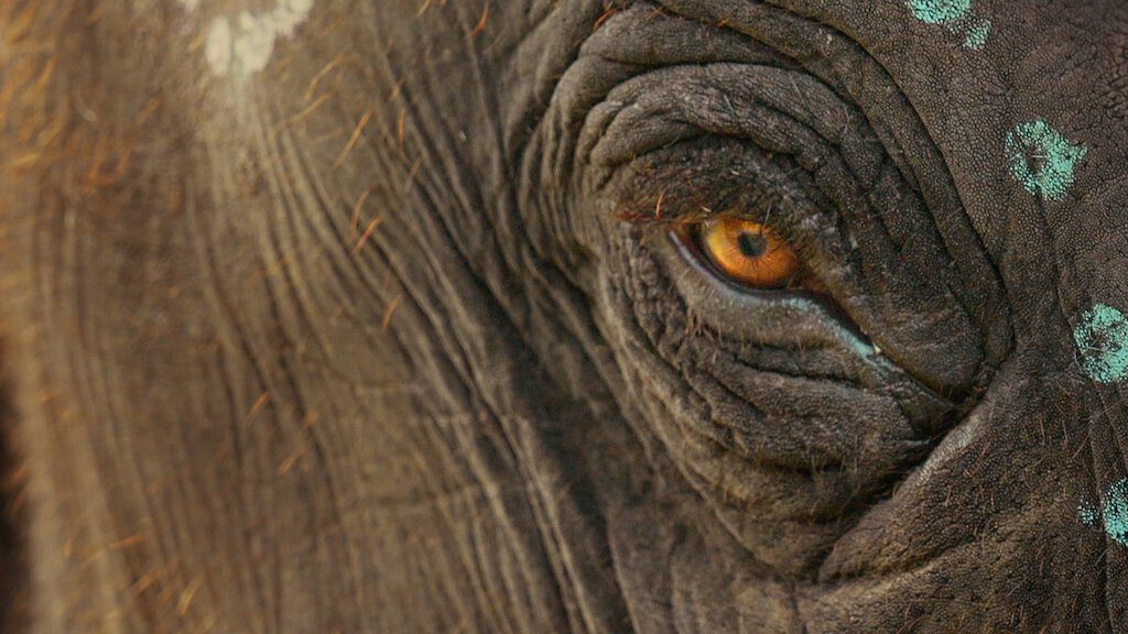 Raghu, il piccolo elefante ha vinto l'Oscar come Miglior Cortometraggio Documentario