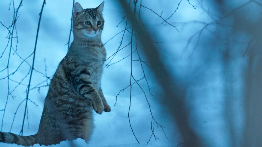La recensione di Vita da gatto, scritto e diretto da Guillaume Maidatchevsky