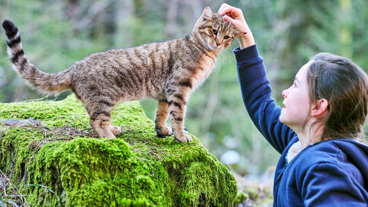 La recensione di Vita da gatto, scritto e diretto da Guillaume Maidatchevsky